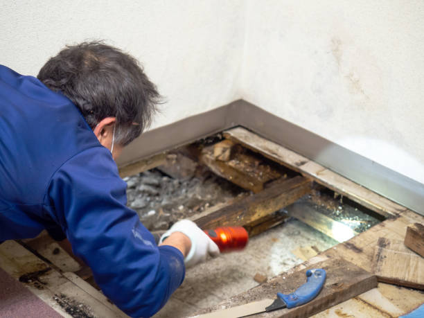 Best Crawl Space Mold Removal  in Dawson Springs, KY
