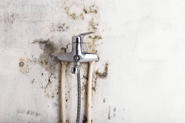 Best Mold Removal Near Me  in Dawson Springs, KY