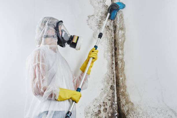 Best Office Mold Removal Services  in Dawson Springs, KY