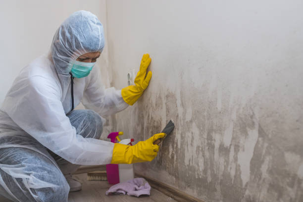Crawl Space Mold Removal in Dawson Springs, KY
