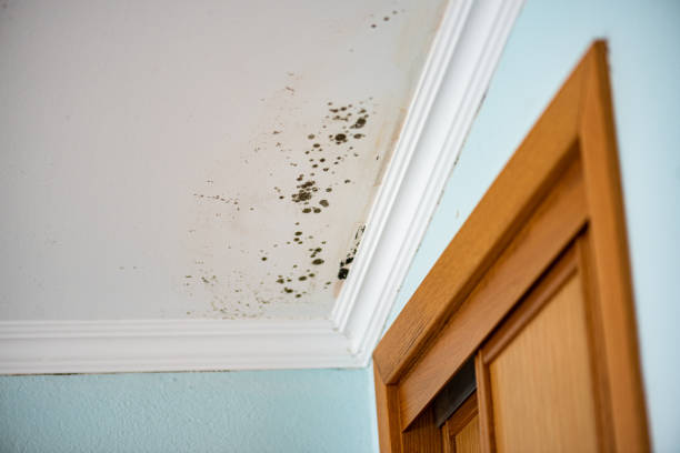 Best Same-Day Mold Removal  in Dawson Springs, KY
