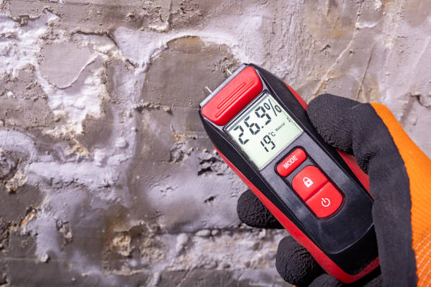 Best Mold Damage Repair  in Dawson Springs, KY