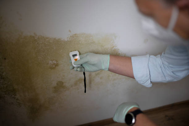 Best Toxic Mold Removal  in Dawson Springs, KY