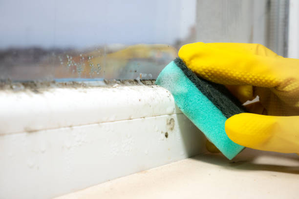 Best Commercial Mold Removal  in Dawson Springs, KY