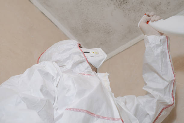 Best Local Mold Removal Service  in Dawson Springs, KY
