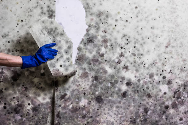 Best Fast Mold Removal  in Dawson Springs, KY